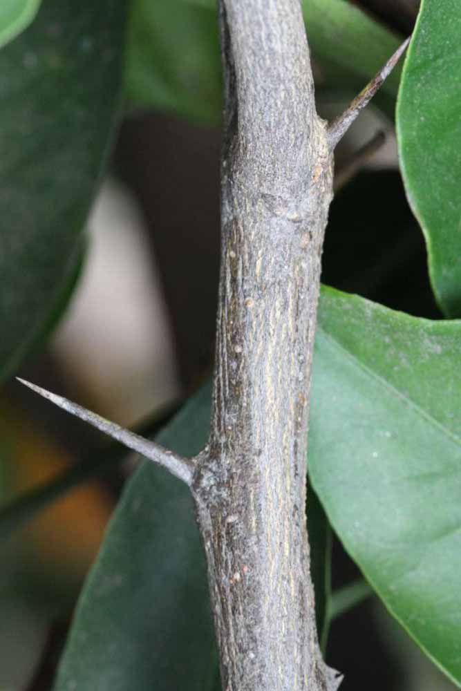              Second - third year twig (Riverside, CA)       